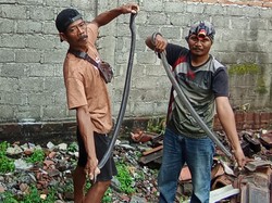 Musim Kawin, Sepasang Kobra Muncul di Toko Kasur Klaten