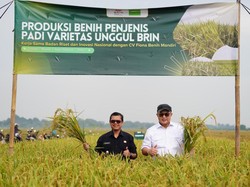 BRIN Panen Padi Unggul Hasil Mutasi Iradiasi Teknologi Nuklir