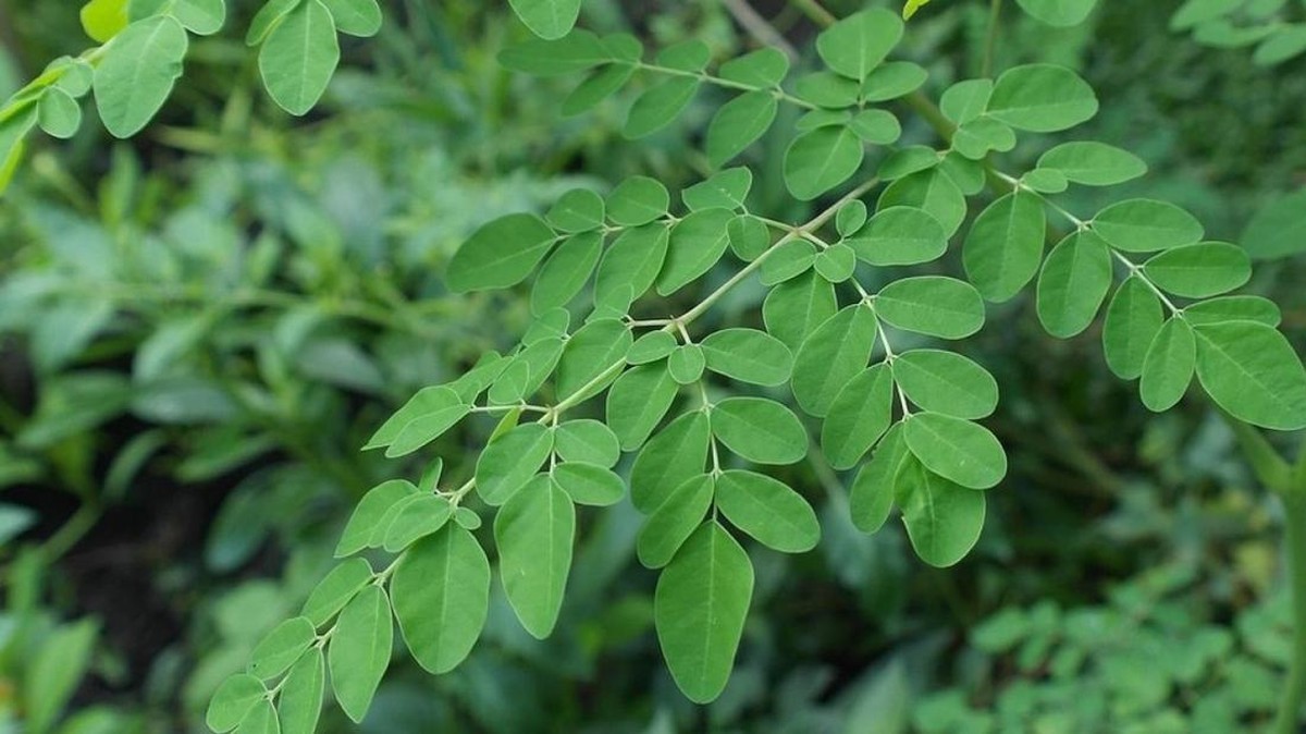 Daun Mistis Ini Bisa Tangkal 'Kiamat' Manusia, Banyak Ditemukan di RI