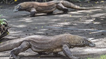 FOTO: Kebun Binatang Surabaya Pinjamkam Dua Ekor Komodo ke Jepang