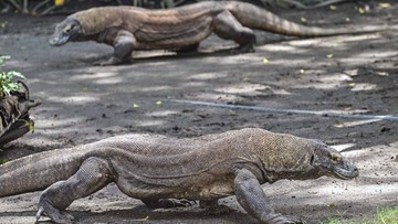 FOTO: Kebun Binatang Surabaya Pinjamkam Dua Ekor Komodo ke Jepang