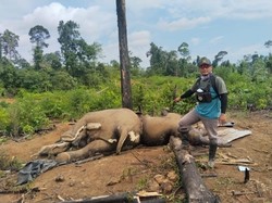 Dua Ekor Gajah Mati di Kawasan Hutan Produksi Bengkulu, Polisi Selidiki