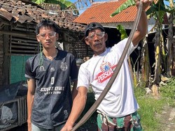 Ular Kobra 1,3 Meter Diamankan Usai Santap Telur Ayam di Klaten