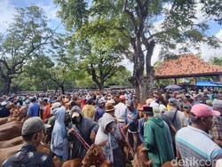 Pasar Sapi Pamekasan Ramai Jelang Idul Adha, Harga Tembus Rp 35 Juta
