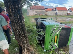 Microbus Vs Truk Molen Adu Banteng Lalu Nyempulng ke Sawah di Pamekasan