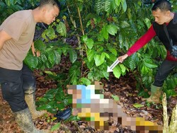 Kronologi Petani di OKU Tewas Dibunuh di Kebun Kopi