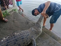 Akhir Tragis Buaya Peneror Warga di Polman Diduga Makan Umpan Beracun