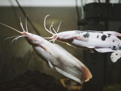 Benarkah Ikan Lele Makan Kotoran? Cek Fakta Ilmiah dan 6 Mitosnya!