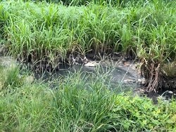 Viral Keluhan Bau Tinja di Ungasan, Ternyata dari Limbah Sedot WC untuk Pupuk