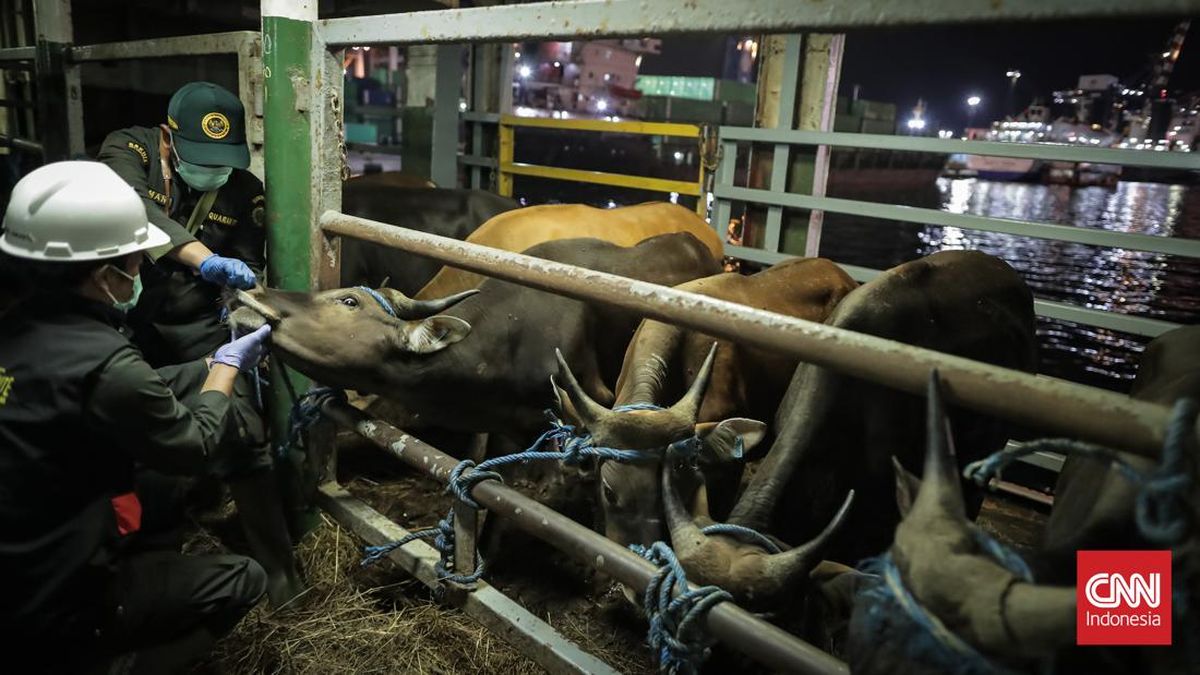Distribusi Sapi Iduladha: Ratusan Ekor dari NTT Tiba di Tanjung Priok