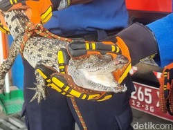 Buaya Temuan di Sungai Opak Piyungan Diserahkan ke KKP