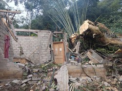 Rumah Warga Grabag Magelang Hancur Tertimpa Pohon Pule Tumbang