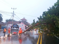Pohon Tumbang Telan Korban di Ciamis