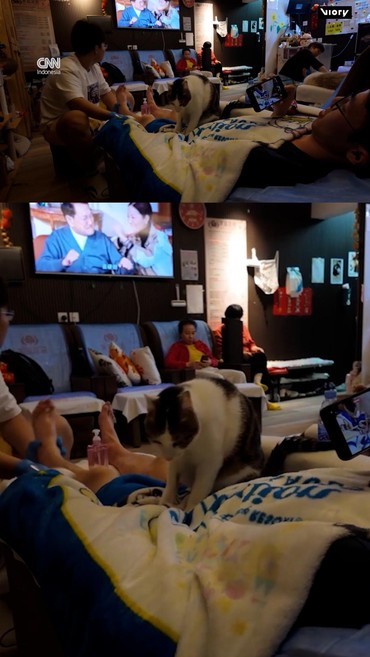 Spa di Hong Kong Ditemani dan 'Dipijat' Kucing-Kucing Menggemaskan