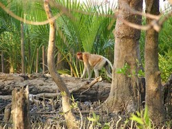 Pulau Kaget, Delta di Tengah Sungai Barito yang Jadi Habitat Alami Bekantan