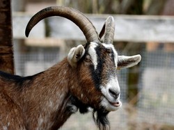 Harga Kambing Kurban 2026 Lengkap Syarat dan Kriterianya