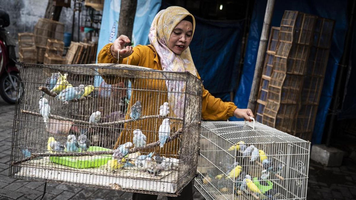 Ekosistem Burung Kicau Bernilai Rp2 Triliun — Ekonomi Informal yang Terabaikan