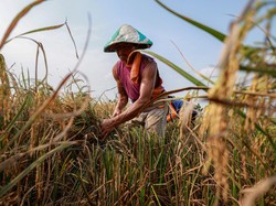 FAO Prediksi Produksi Beras Global Turun 1,6% Gara-gara El Nino