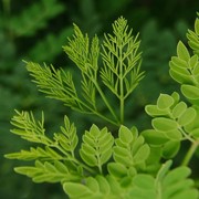 6 Manfaat Daun Kelor untuk Kesehatan yang Tak Banyak Diketahui Orang