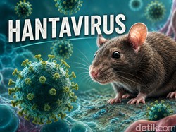 23 Kasus Terdeteksi Hantavirus Masuk RI, Jakarta dan Yogyakarta Paling Banyak