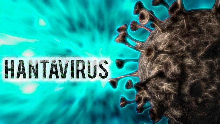 Hantavirus cells
