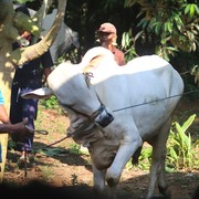 Bolehkah Orang Berkurban Makan Daging Kurban? Ini Aturannya!