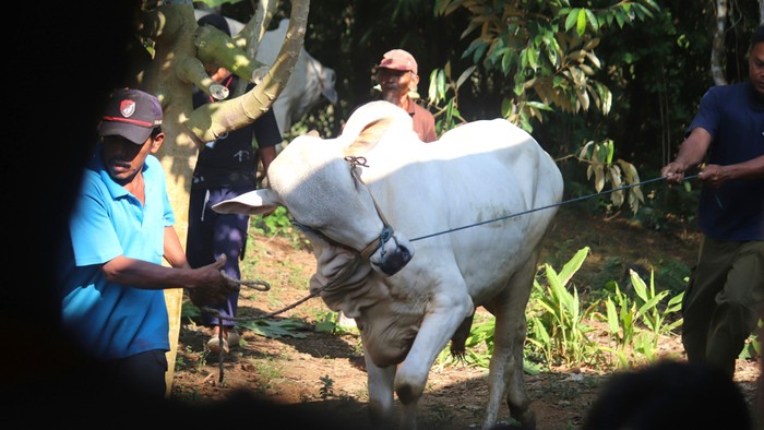 Bolehkah Orang Berkurban Makan Daging Kurban? Ini Aturannya!