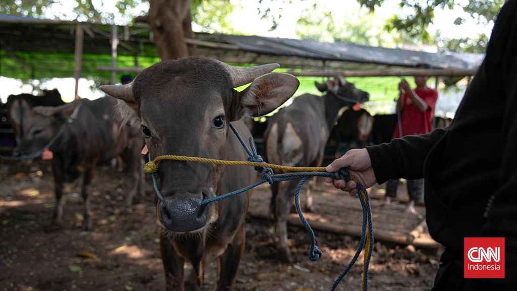 Apa Boleh Orang yang Berkurban Memakan Daging Kurbannya?