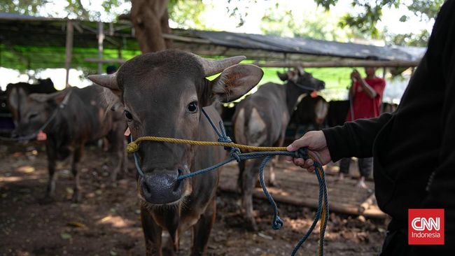 Umat Muslim dianjurkan untuk berkurban di Hari Raya Iduladha. Tapi, apakah boleh orang yang berkurban memakan daging kurbannya?
