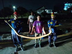 Piton 3 Meter Nyeberang Jalan di Semarang Subuh-subuh Bikin Driver Ojol Heran
