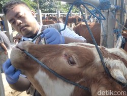 Sapi LSD Ditemukan Petugas Saat Sidak Hewan Kurban di Kota Blitar