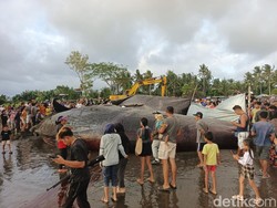 Gigi Paus Sperma Terdampar di Jembrana Mau Dicuri Orang