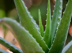 12 Tanaman yang Bisa Mengusir Hantu, Jin, dan Setan dari Rumah, Ada Aloe Vera!