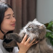 Sudah Tahu? Ini Sederet Manfaat Memelihara Kucing untuk Kesehatan