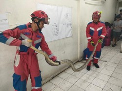 Bikin Kaget Warga Kalideres, Sanca 4 Meter Dievakuasi