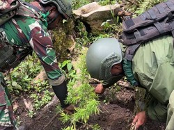 TNI Gerebek Ladang Ganja Siap Panen di Pegunungan Bintang, 2 Orang Ditangkap