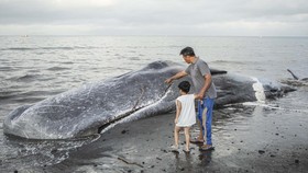 Paus Sperma Panjang 15 Meter Mati dan Terdampar di Pantai Bali