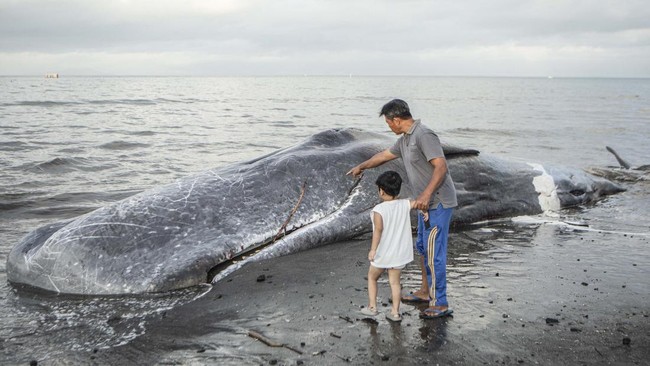 Seekor paus sperma dengan panjang sekitar 15 meter terdampar mati di pantai Kabupaten Jembrana, Bali dan menjadi tontonan warga sekitar.