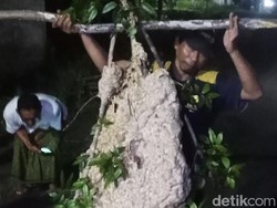Sarang Tawon Seukuran Manusia Teror Warga Kalikotes Klaten Dievakuasi