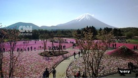 Keindahan Lautan Pink Bunga Shibazakura Bermekaran di Kaki Gunung Fuji