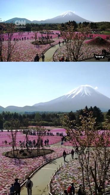 Keindahan Lautan Pink Bunga Shibazakura Bermekaran di Kaki Gunung Fuji