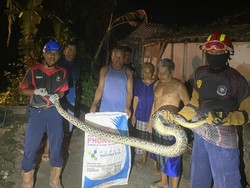 Diduga Hendak Mangsa Sapi, Ular Piton di Nganjuk Dievakuasi