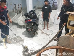 Hiiii! Piton Sepanjang 3 Meter Masuk Pabrik Mebel Pasuruan Bikin Panik