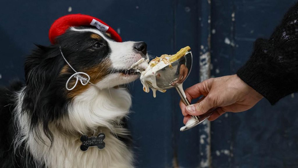 FOTO: Casa del Doggo, Budaya Kafe di Paris Bergeser Demi Para Anjing