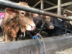 Libur Idul Adha 2026 Berapa Hari? Cek Jadwalnya