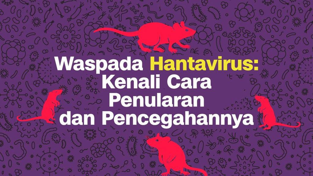 INFOGRAFIS: Waspada Hantavirus Kenali Cara Penularan dan Pencegahannya