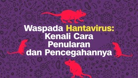 INFOGRAFIS: Waspada Hantavirus Kenali Cara Penularan dan Pencegahannya