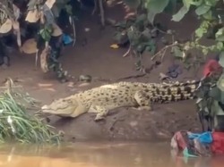Heboh Buaya Putih di Cisadane, BPBD Kota Tangerang Imbau Warga Tak Ganggu