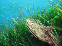 Gelombang Panas Laut Bisa Bikin Lamun Keracunan Bakteri
