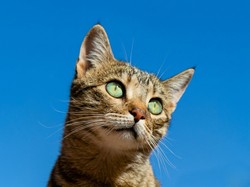 8 Tips agar Kucing Panjang Umur dan Tetap Sehat sampai Tua, Pemilik Wajib Tahu!